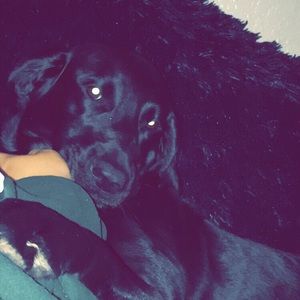 Meet your Posher, Daz